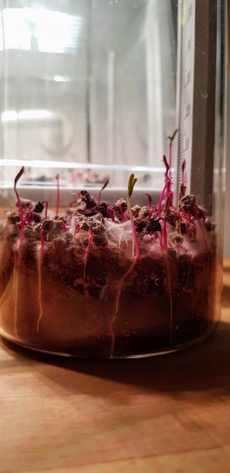 Mynd sem tengist textanum