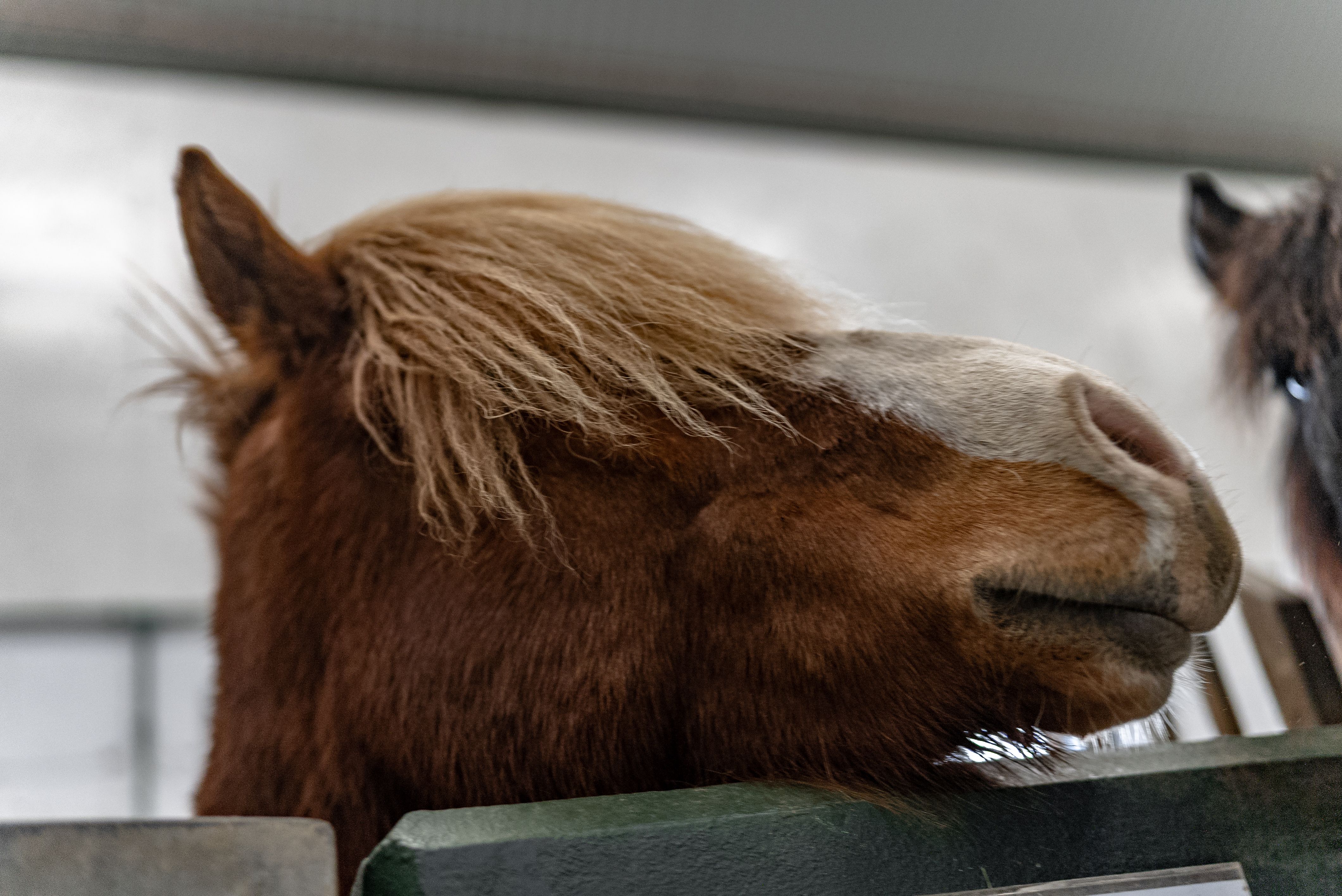 Mynd sem tengist textanum