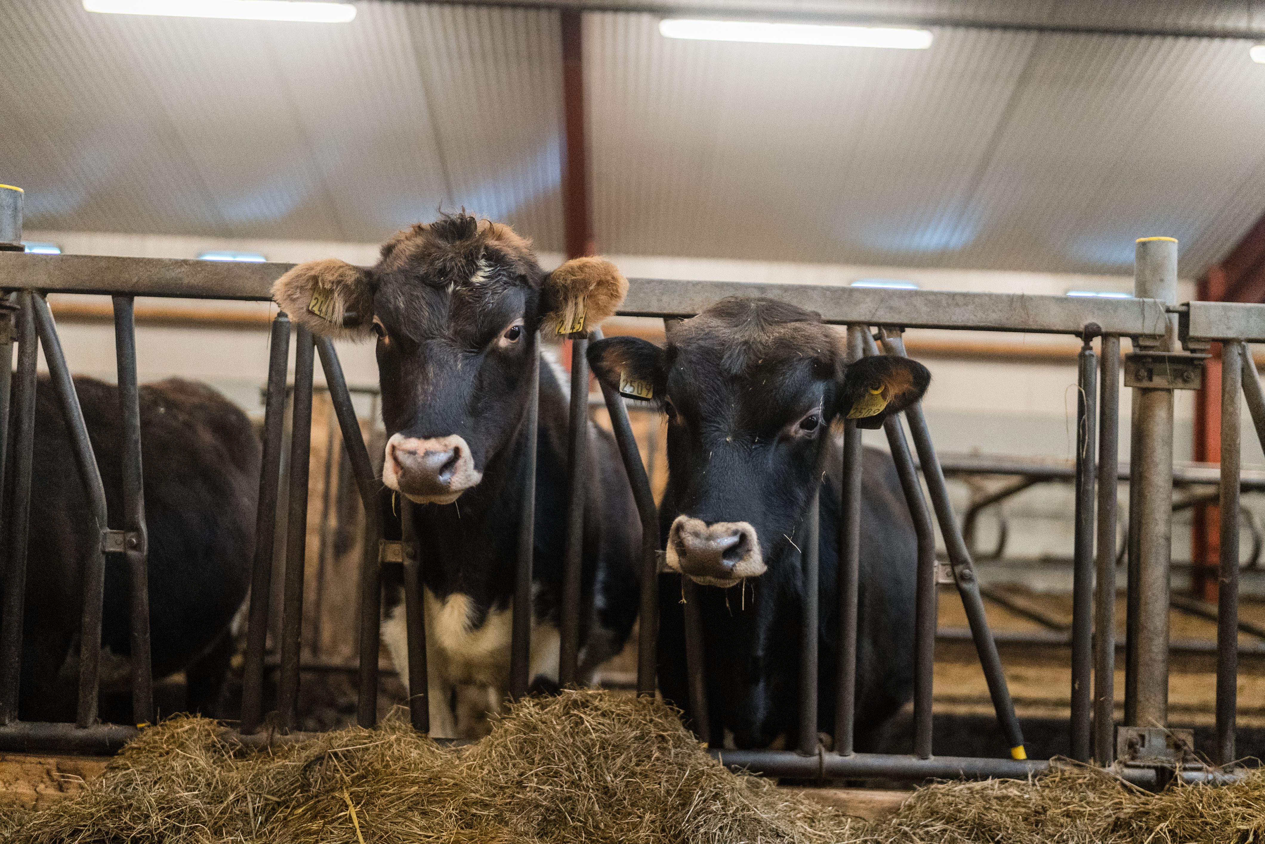 Mynd sem tengist textanum