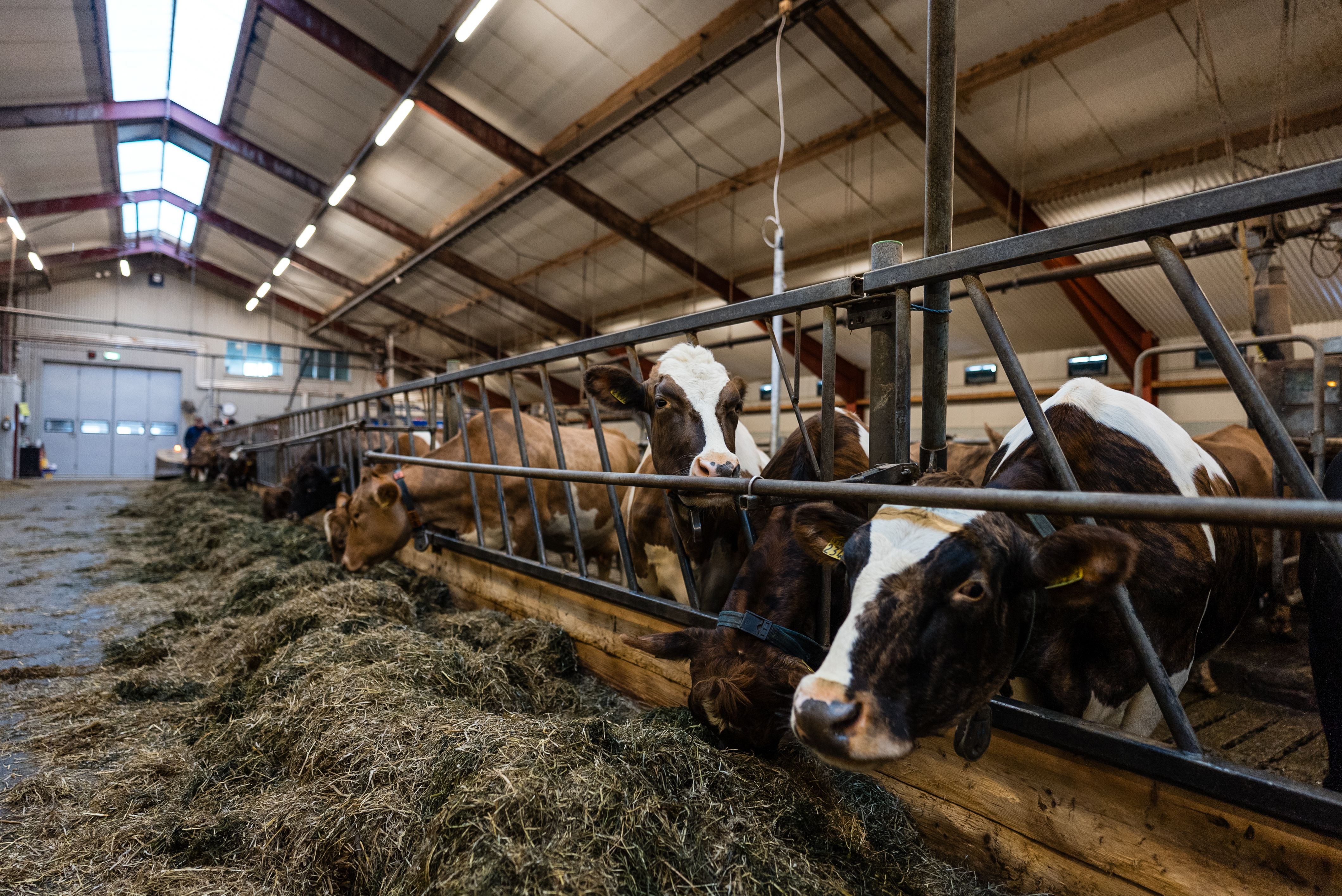 Mynd sem tengist textanum