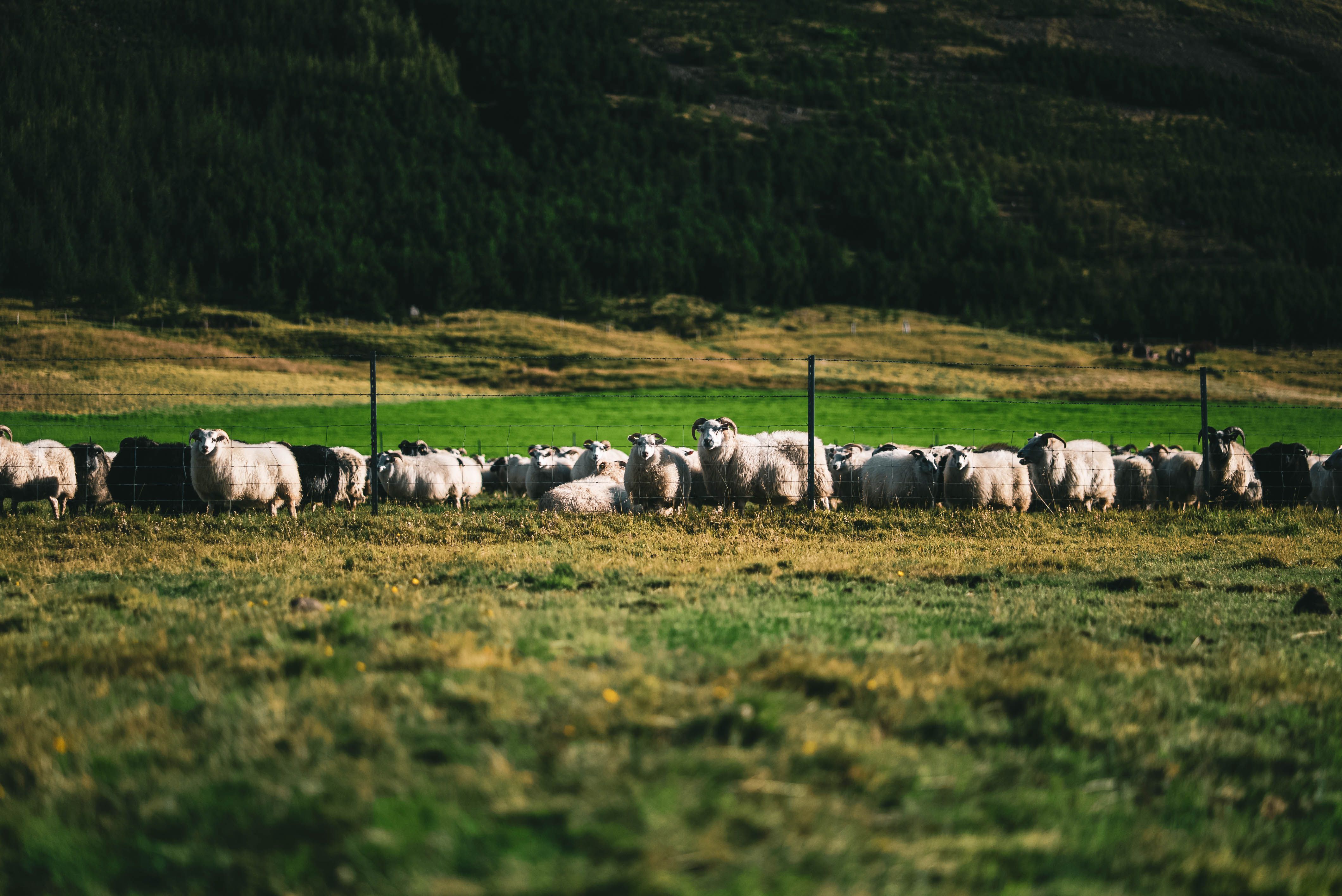 Mynd sem tengist textanum