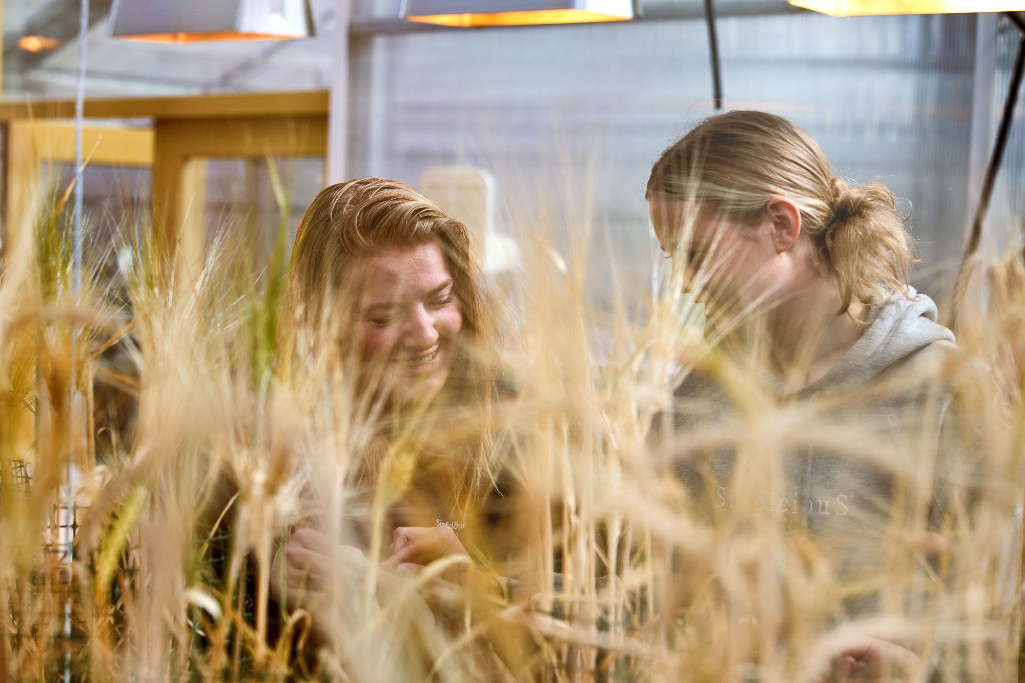 Mynd sem tengist textanum