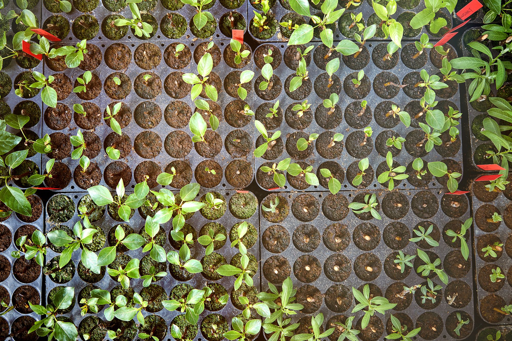 Mynd sem tengist textanum