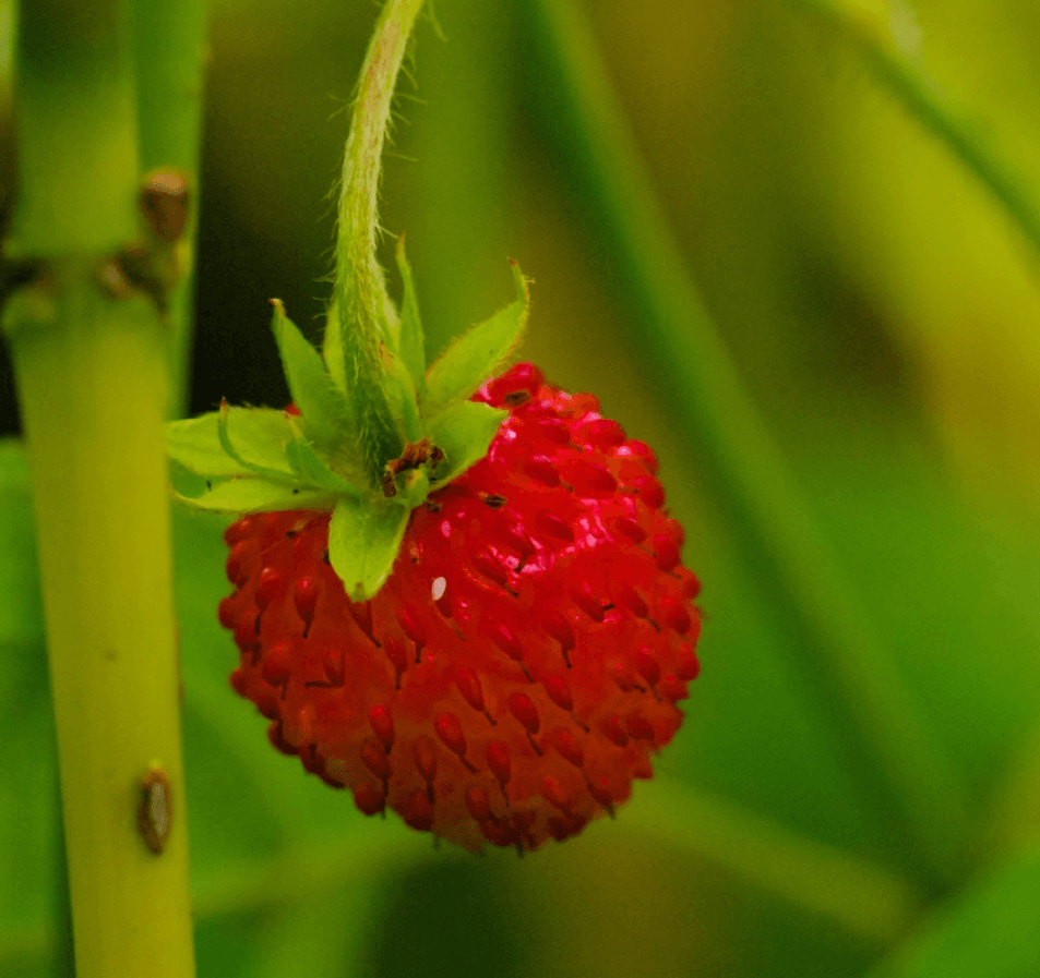 Mynd sem tengist textanum