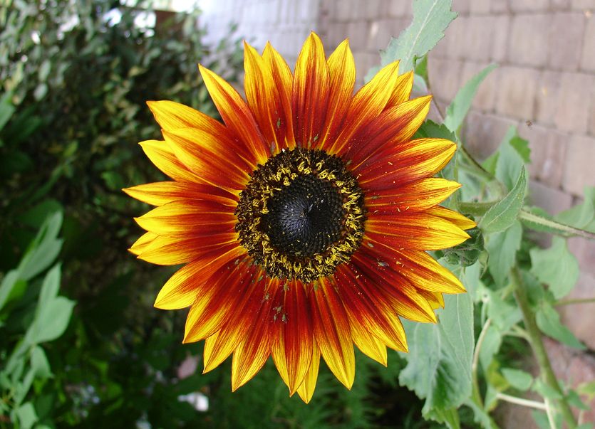 Mynd sem tengist textanum