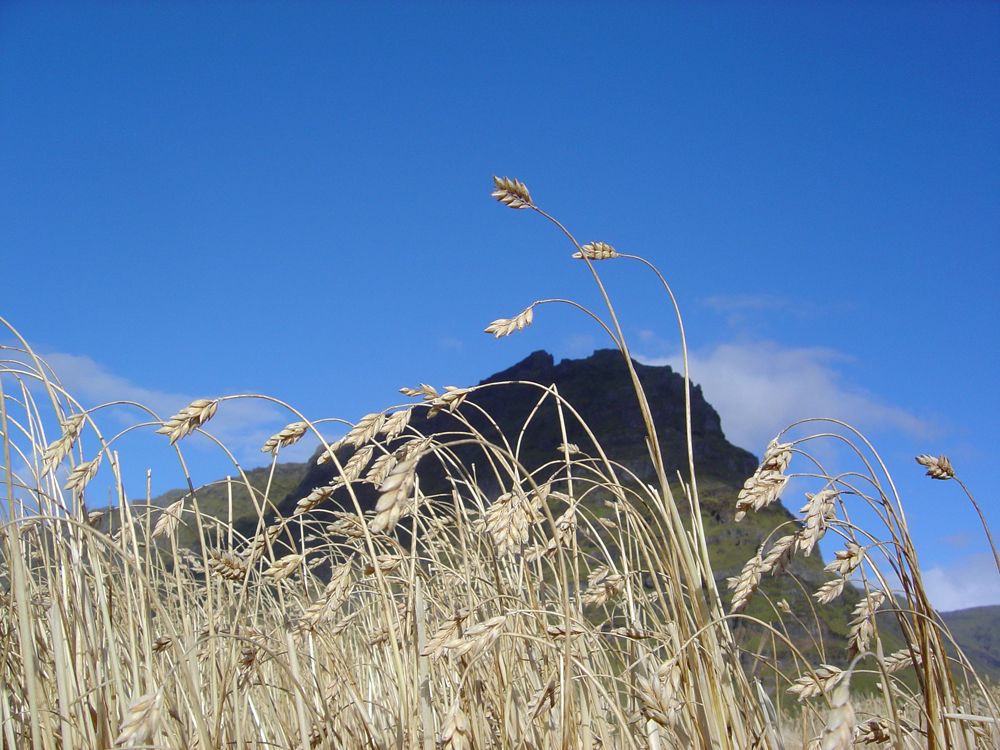 Mynd sem tengist textanum