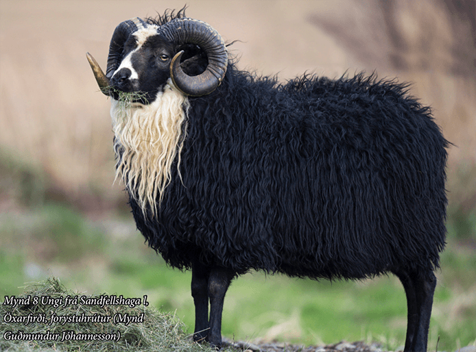 Mynd sem tengist textanum