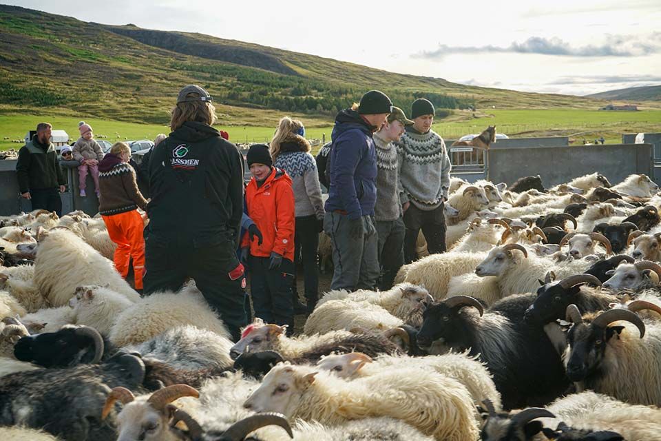 Fagfundur sauðfjárræktarinnar 2025