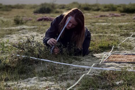 Lektor á sviði endurheimtar vistkerfa