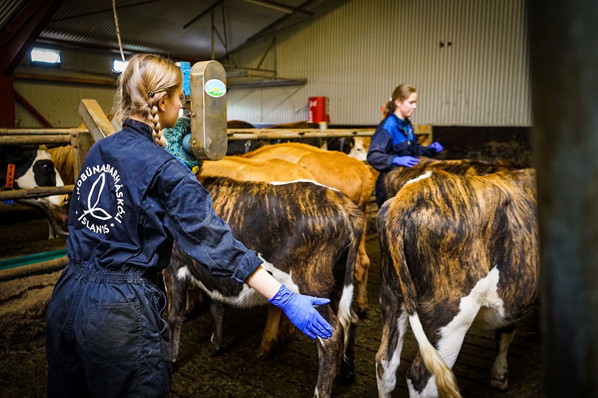 Mynd sem tengist textanum