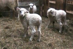 Mynd sem tengist textanum