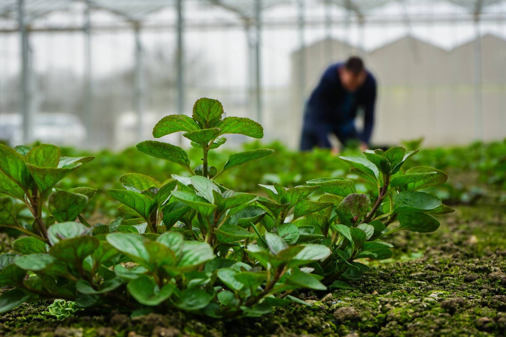 Mynd sem tengist textanum