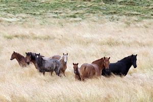 Mynd sem tengist textanum