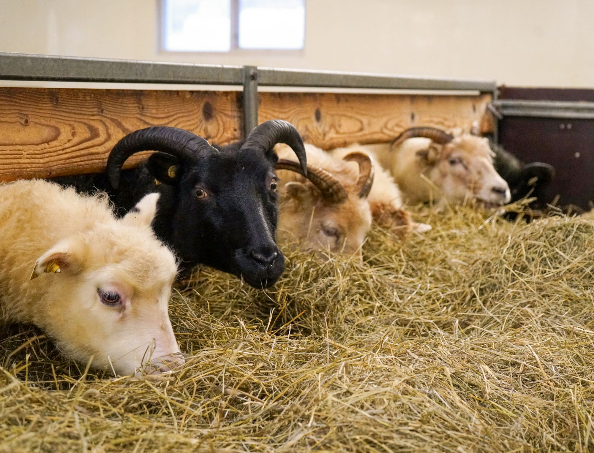 Mynd sem tengist textanum