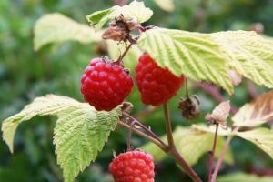 Mynd sem tengist textanum