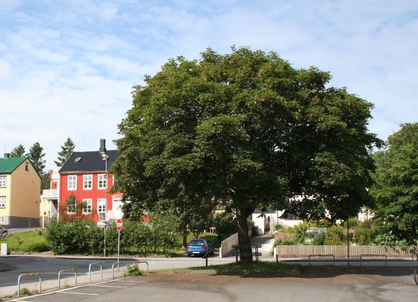 Mynd sem tengist textanum