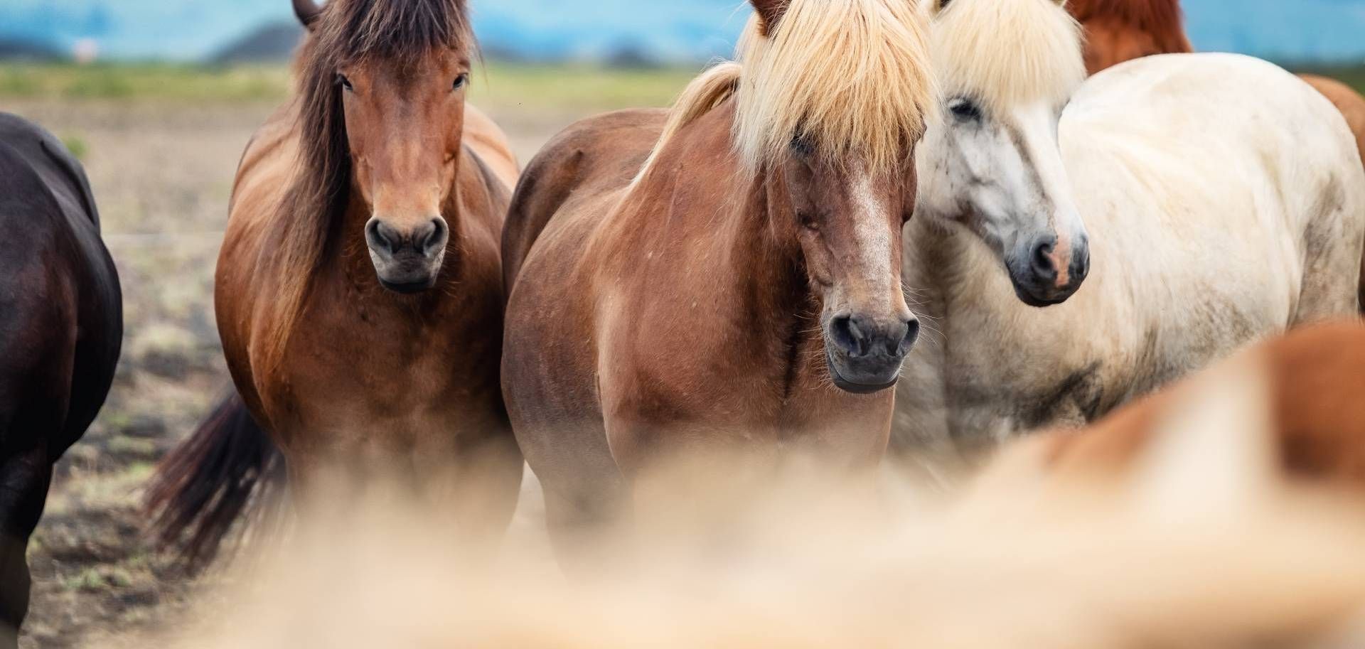 Mynd sem tengist textanum