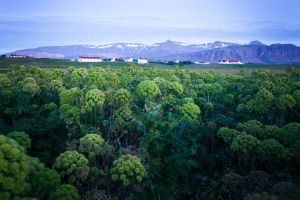 Mynd sem tengist textanum