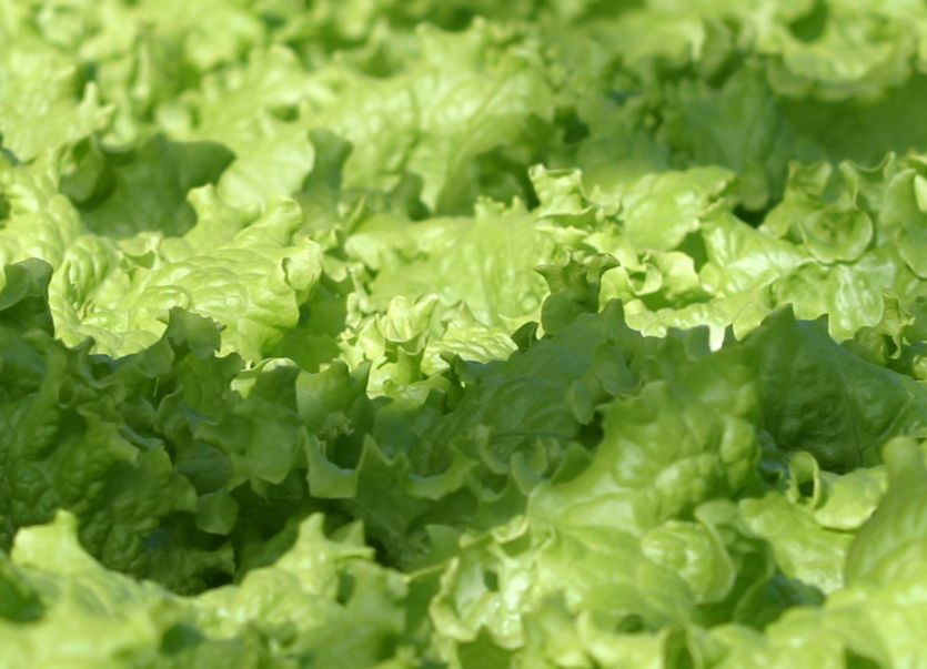 Mynd sem tengist textanum