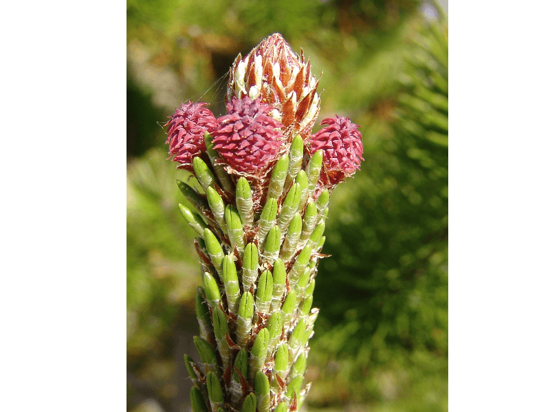 Mynd sem tengist textanum