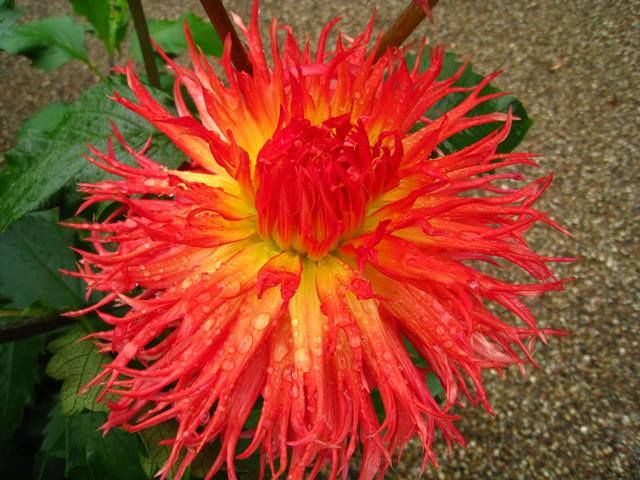 Mynd sem tengist textanum