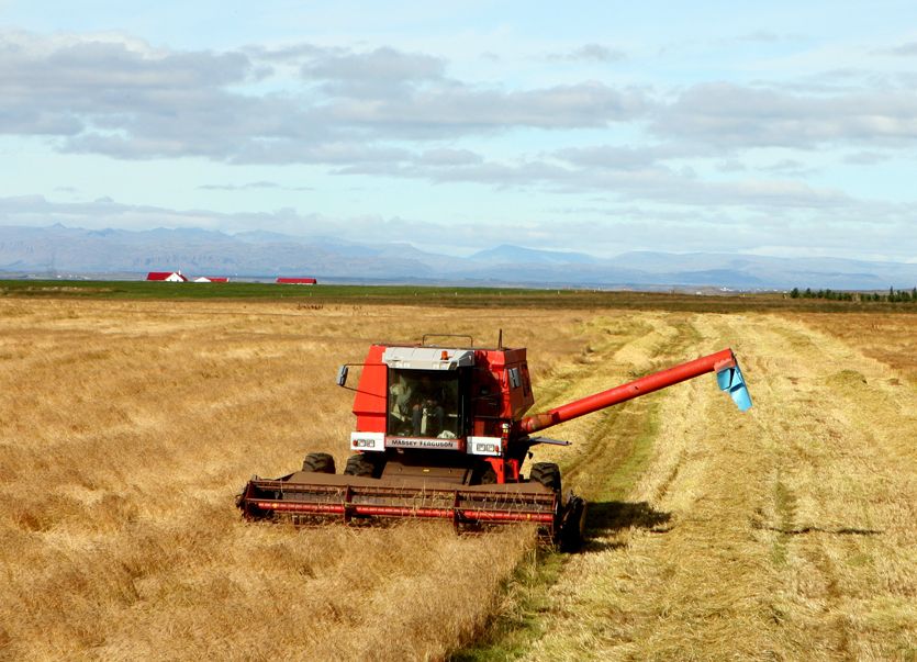 Mynd sem tengist textanum