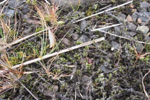 Mynd sem tengist textanum