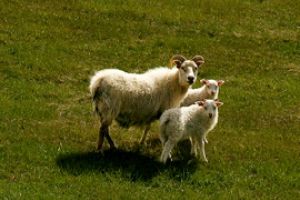 Mynd sem tengist textanum