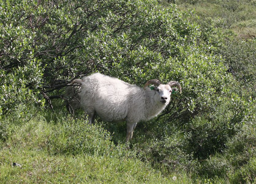 Mynd sem tengist textanum