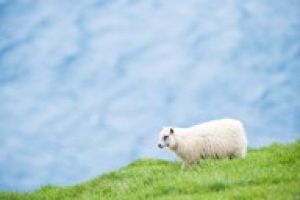 Mynd sem tengist textanum