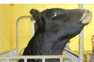 Mynd sem tengist textanum