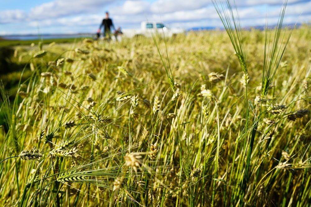 Lektor í jarðrækt