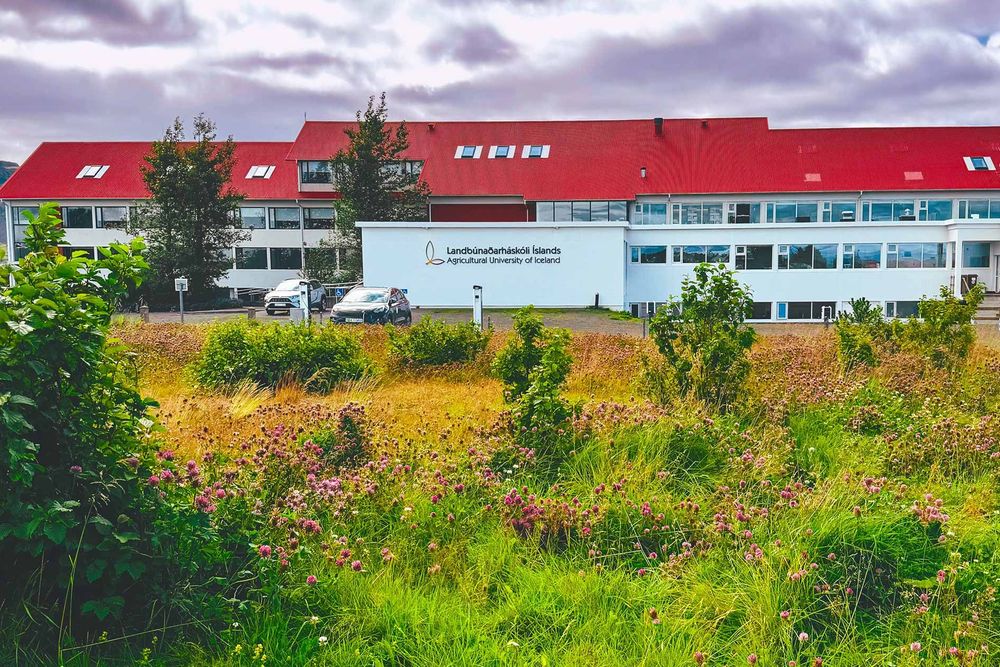 Mynd sem tengist textanum