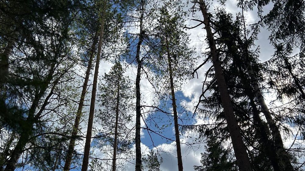 Mynd sem tengist textanum