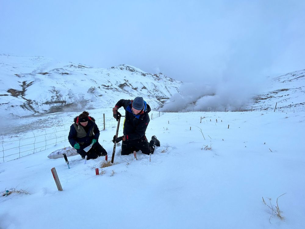 Sýnataka að vetri - mishlýr graslendisjarðvegur. Ljósm. Bjarni Diðrik Sigurðsson