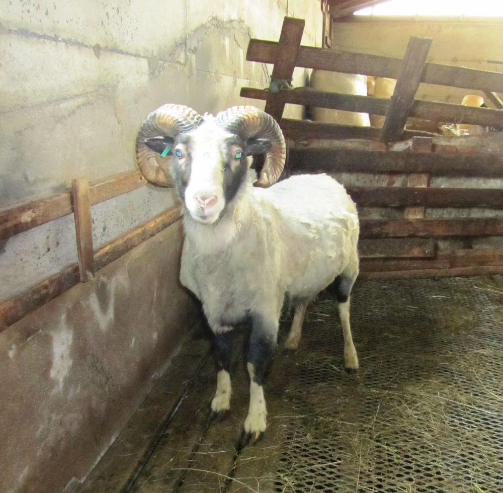 Mynd sem tengist textanum