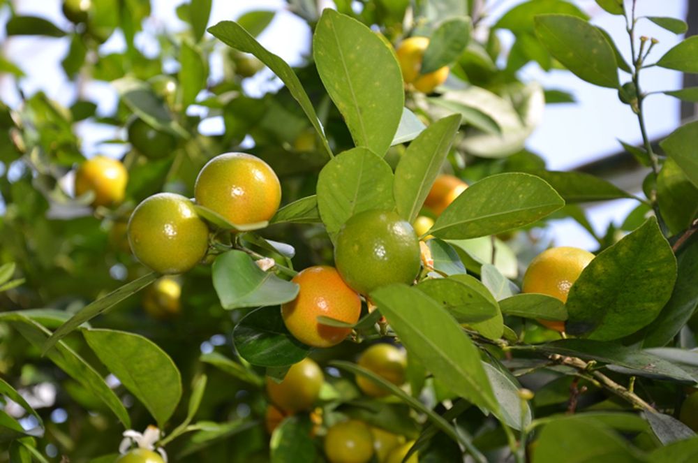 Mynd sem tengist textanum