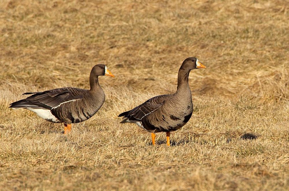 Mynd sem tengist textanum