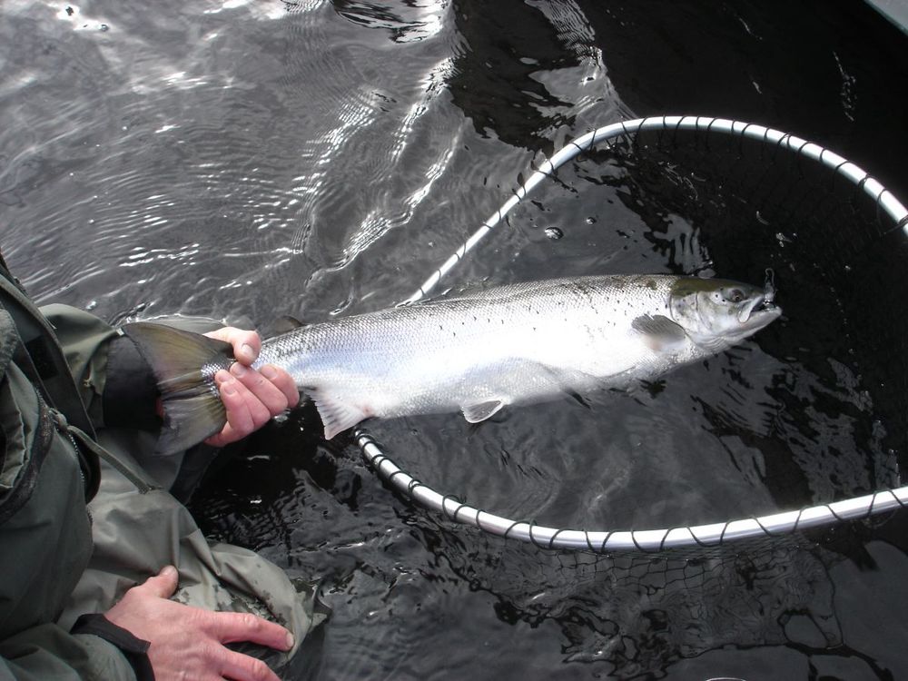 Mynd sem tengist textanum