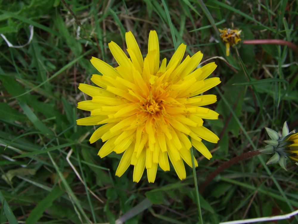 Mynd sem tengist textanum