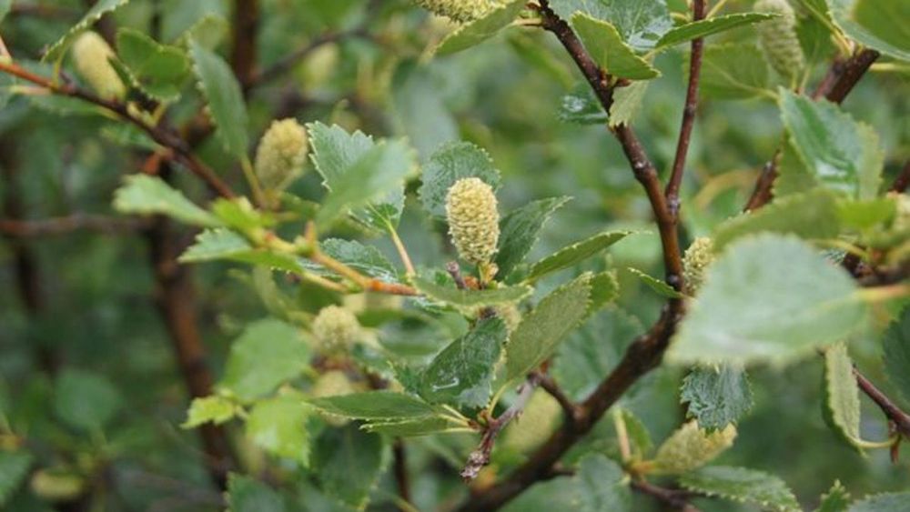 Mynd sem tengist textanum