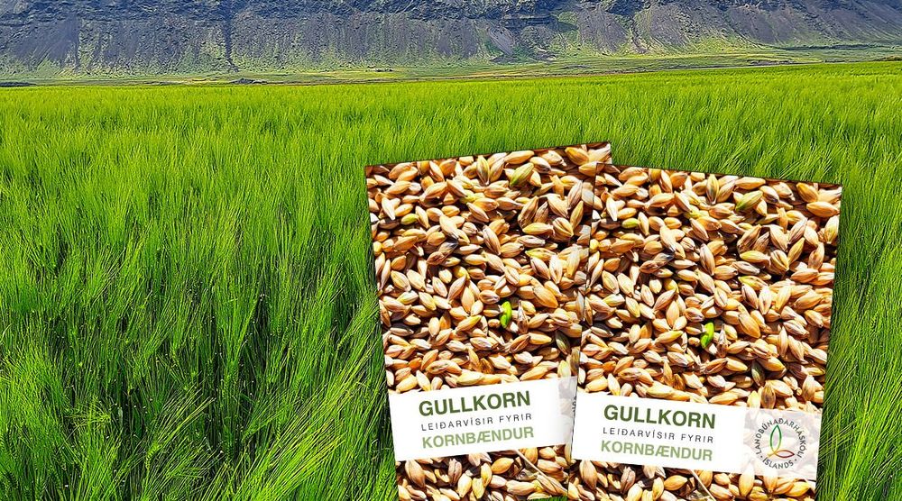 Gullkorn – Nýr leiðarvísir fyrir kornbændur