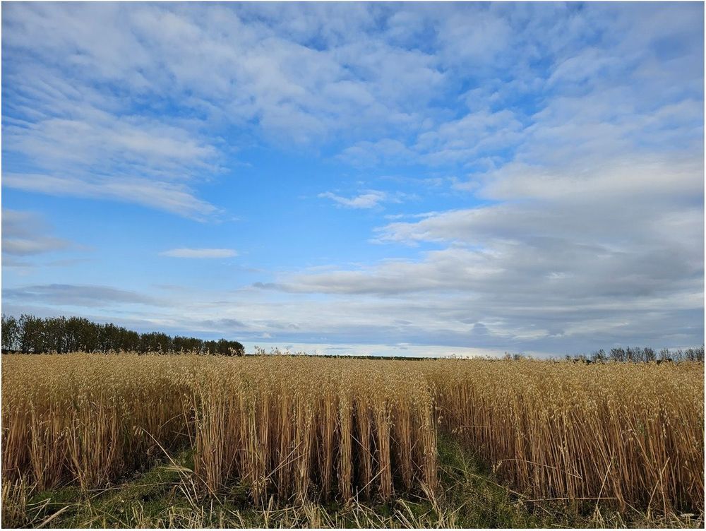 Hafrar í Gunnarsholti.