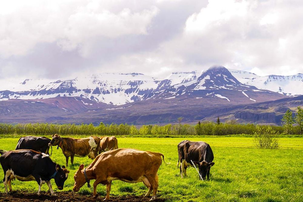 Ráðið hefur verið í stöðu bústjóra Hvanneyrarbúsins