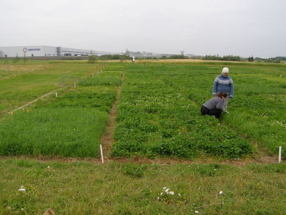 Mynd sem tengist textanum