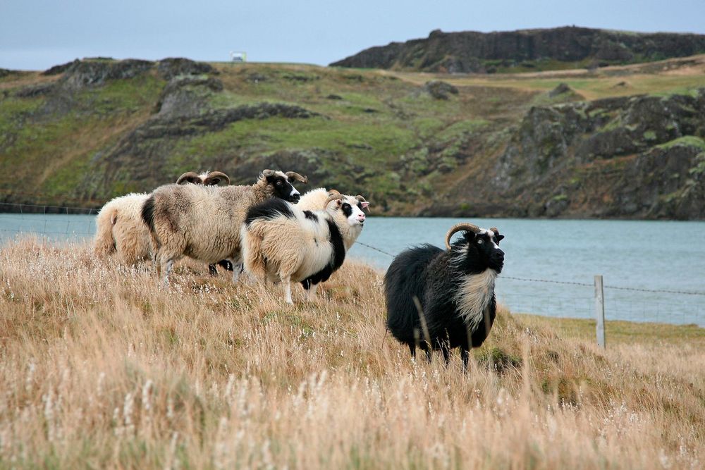 Mynd sem tengist textanum