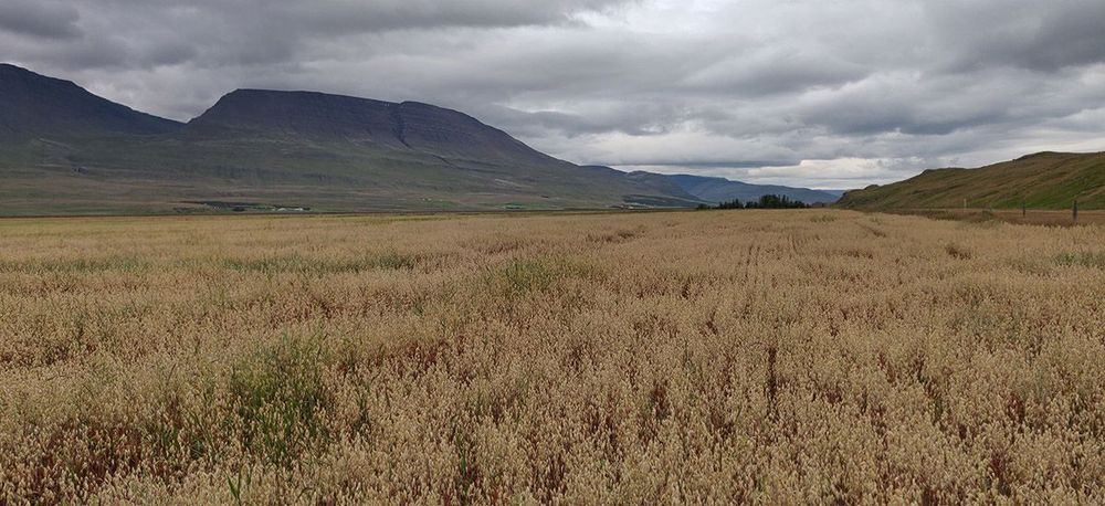 Mynd sem tengist textanum