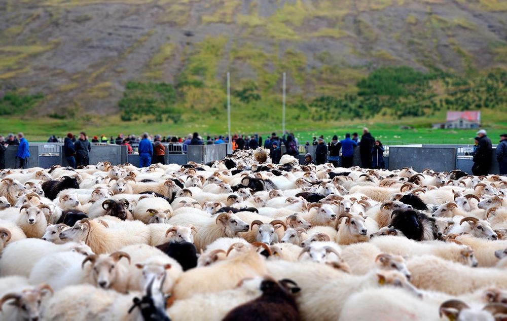 Mynd sem tengist textanum