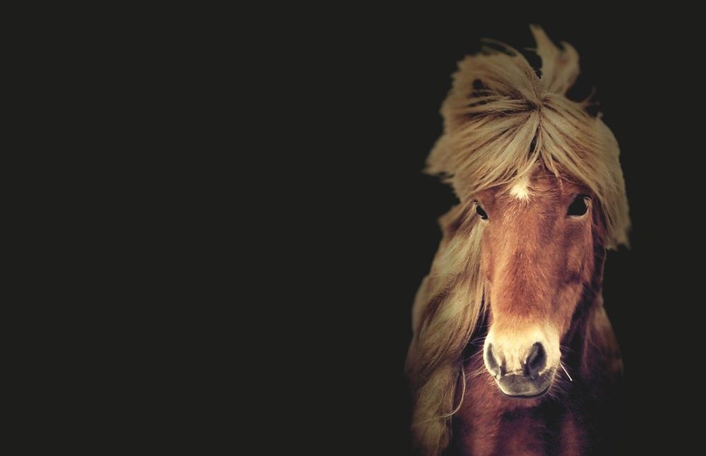 Mynd sem tengist textanum