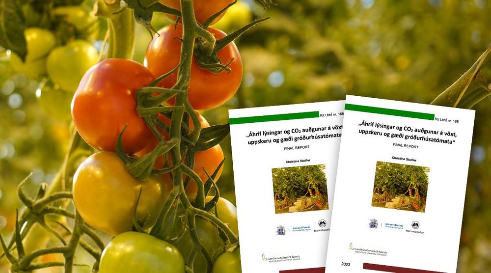 Áhrif lýsingar og CO2 auðgunar á vöxt, uppskeru og gæði gróðurhúsatómata. Rit 165 í ritröð LbhÍ